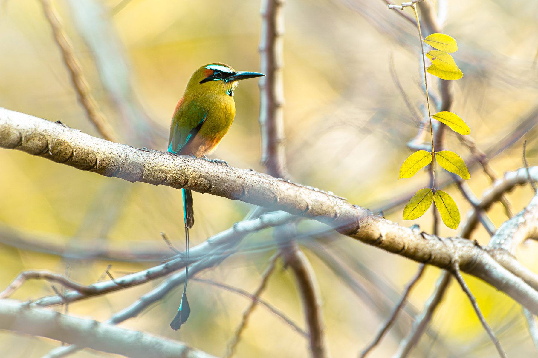 A turquoise-browed motmot