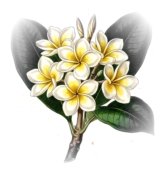 Plate of a frangipani cluster