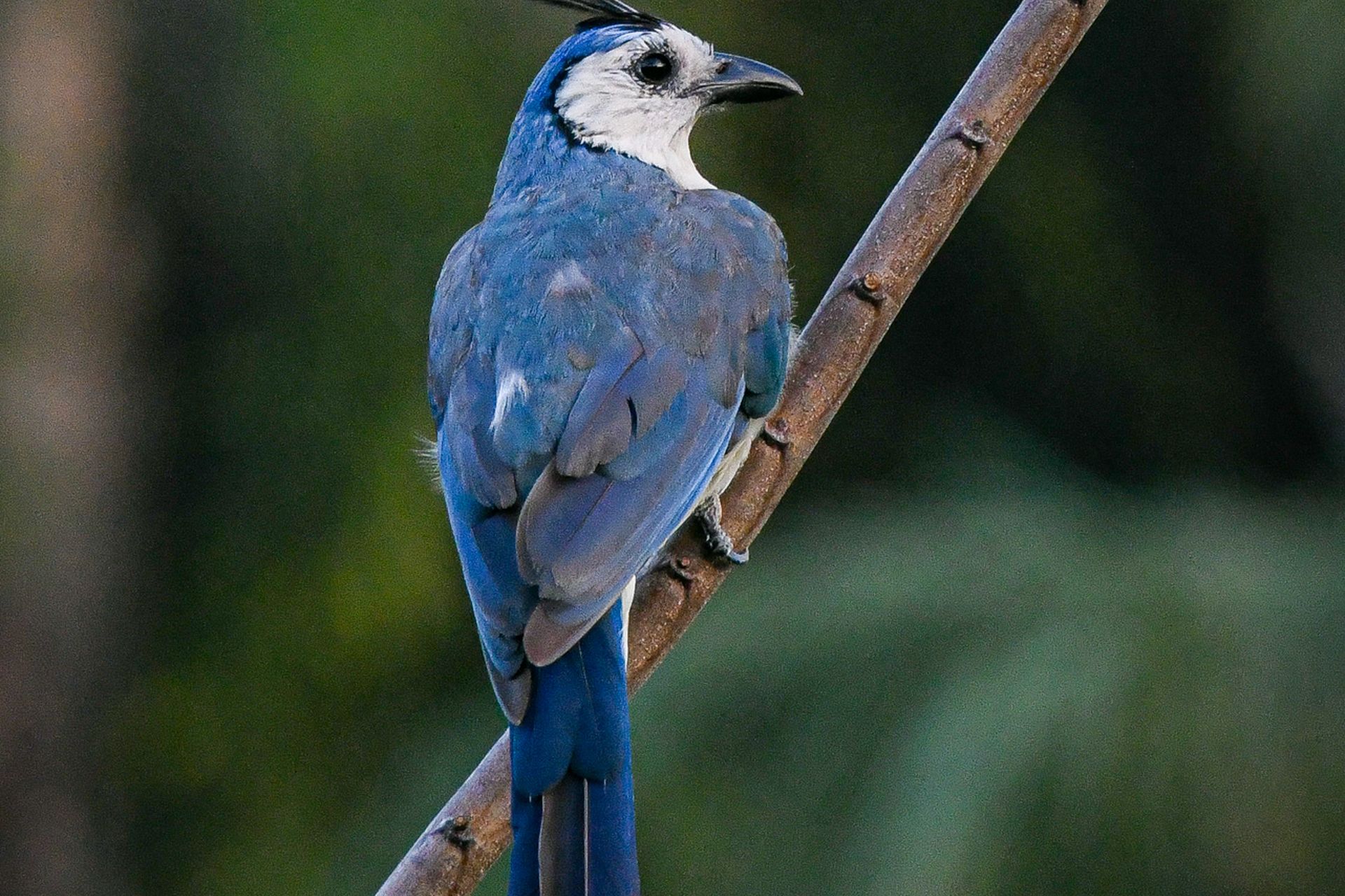 White-throated magpie-jay with a curled black crest perched in a tree at The Sanctuary Estate, Nosara, Costa Rica