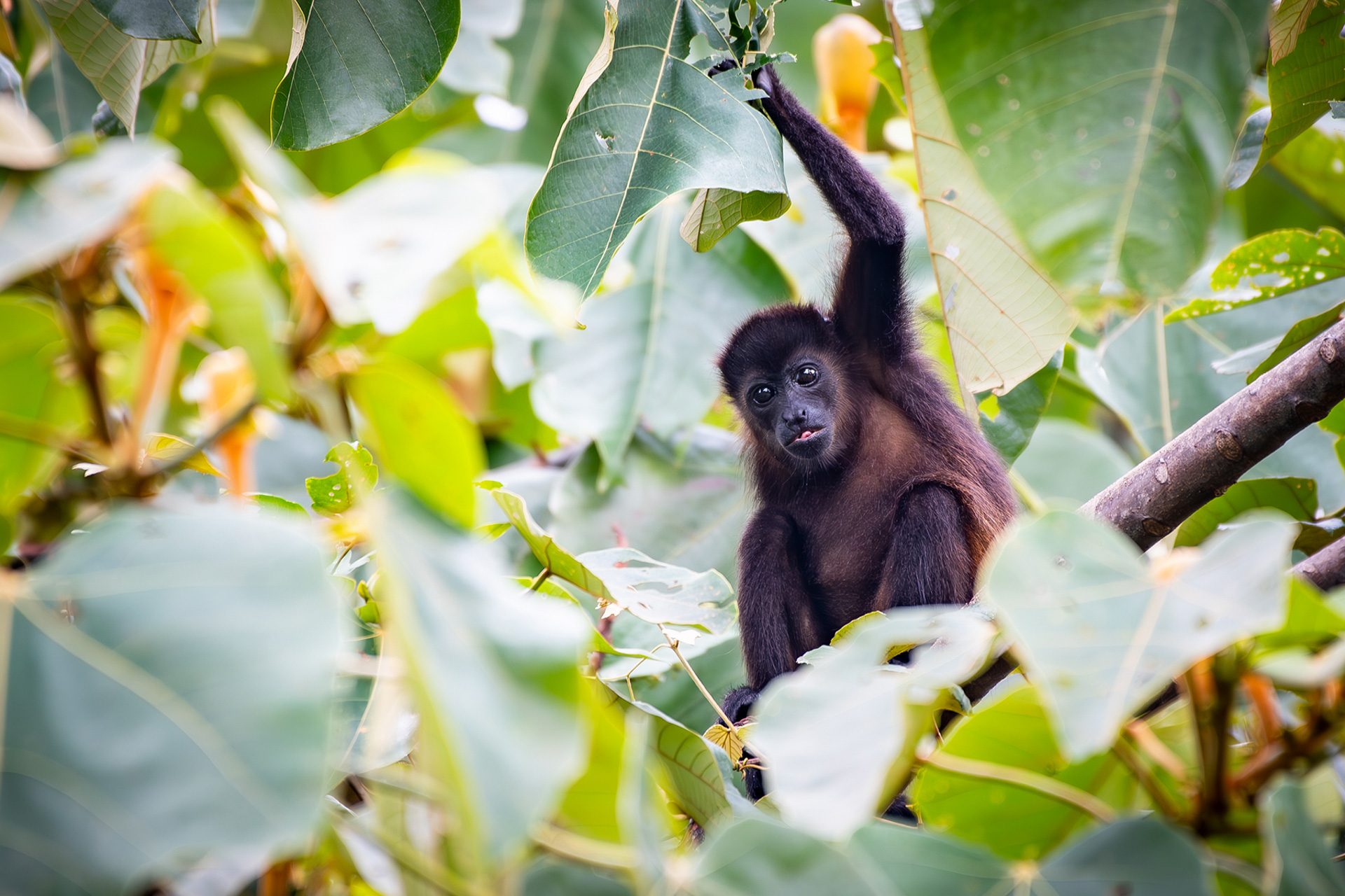 Mantled howler monkey resting in the canopy at The Sanctuary Estate, Nosara, Costa Rica